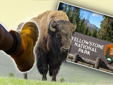 Bizon Jeloustoun nacionalni park Yellowstone Park šutiranje