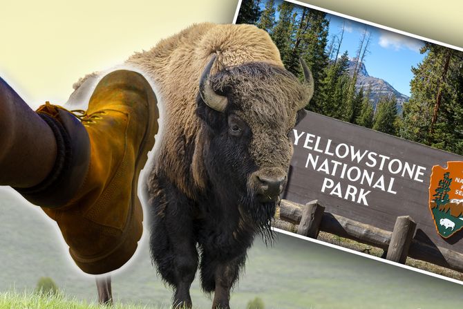 Bizon Jeloustoun nacionalni park Yellowstone Park šutiranje