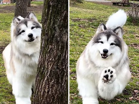 Japanac pas zamenio kostim Japanac pas zamenio kostim