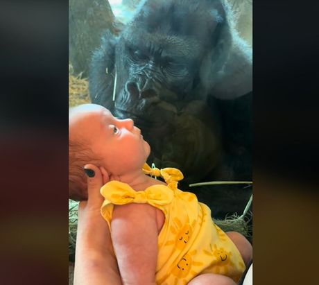 Gorila ljubi bebu