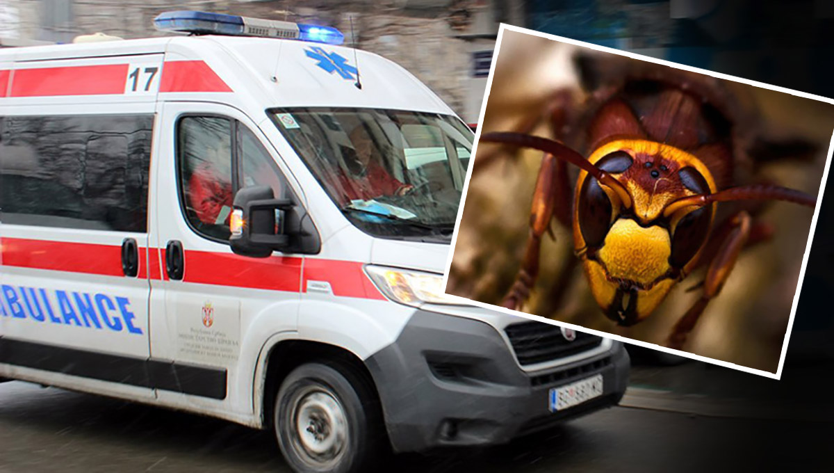 "Osetio sam svrab i samo se srušio" Bojan jedva preživeo ujed stršljena! Ako ga vidite, OVO nikako ne radite
