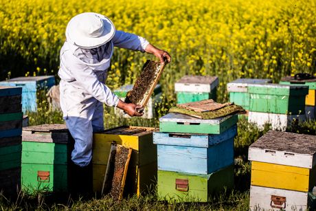 košnica, pčelar, pčelarstvo