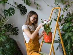 biljke, održavanje biljaka, biljka, negovanje biljaka, nega biljaka