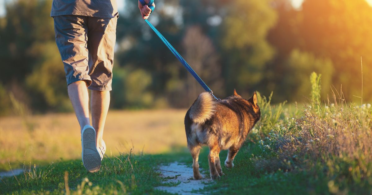 If you walk your dog off-leash HERE, you will pay a fine of up to 10,000 euros: This is the REASON