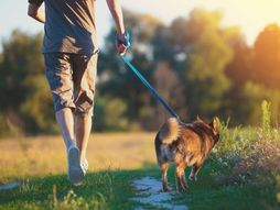 Pas, psi, šetnja pasa, povodac, korpa, povodci za pse