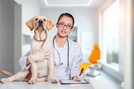 Veterinar