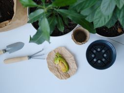 mango, sadnja manga, gajenje manga