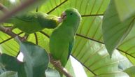 Ekstremna ponašanja papagaja – ponekad usvajaju, a ponekad ubijaju mladunce drugih papagaja