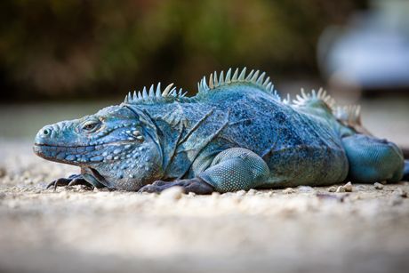 Plava iguana
