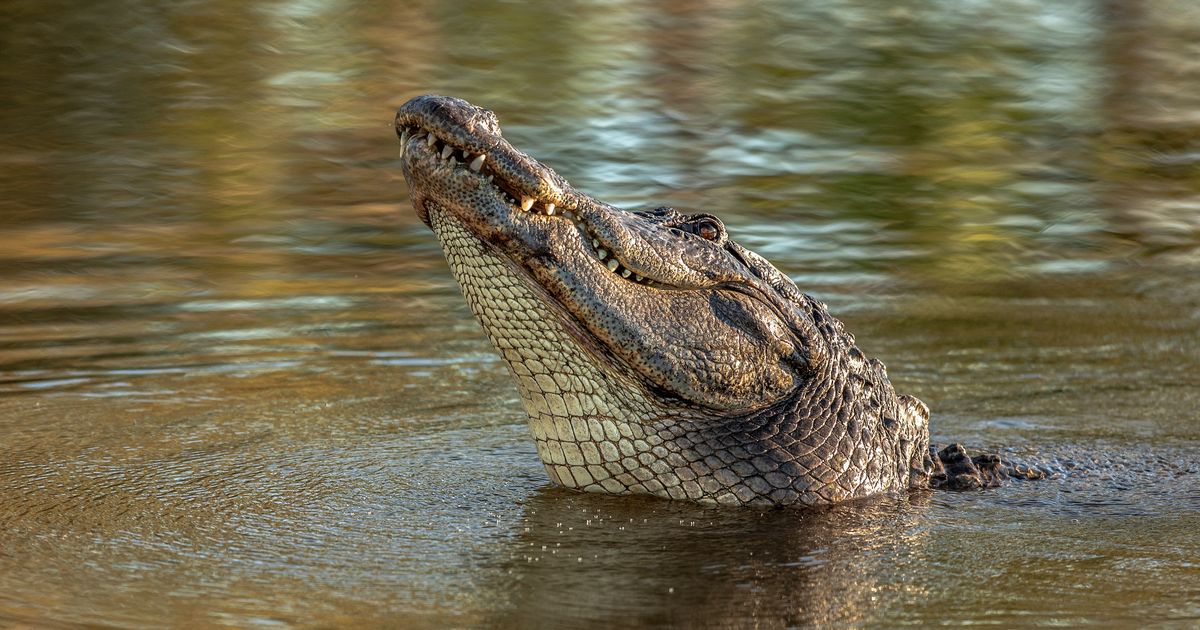 Džinovski krokodil ušetao u hotel sa 4* tragajući za hranom: Gosti snimili hit prizor za pultom!