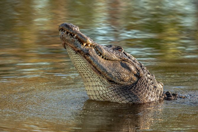 krokodil krokodil