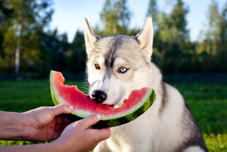 Psi i voće