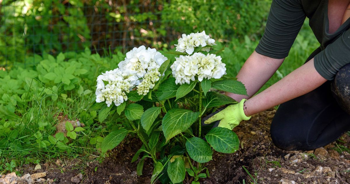 Tajna bujne hortenzije je u ovom triku: Ne pravite grešku zbog koje mnogi ostanu bez prelepog cveta