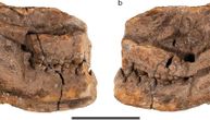 Identifikovan verovatni predak savremenih kopitara koji je živeo pre 65 miliona godina