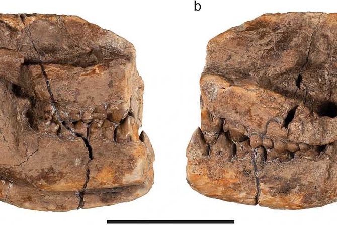 Militocodon lydae