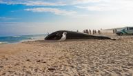 Pronađen mrtav kit na obali gradića u Vijetnamu: Sahranili ga uz tradicionalnu ceremoniju