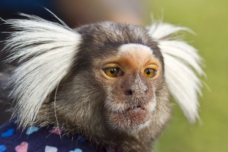 Majmun marmozet