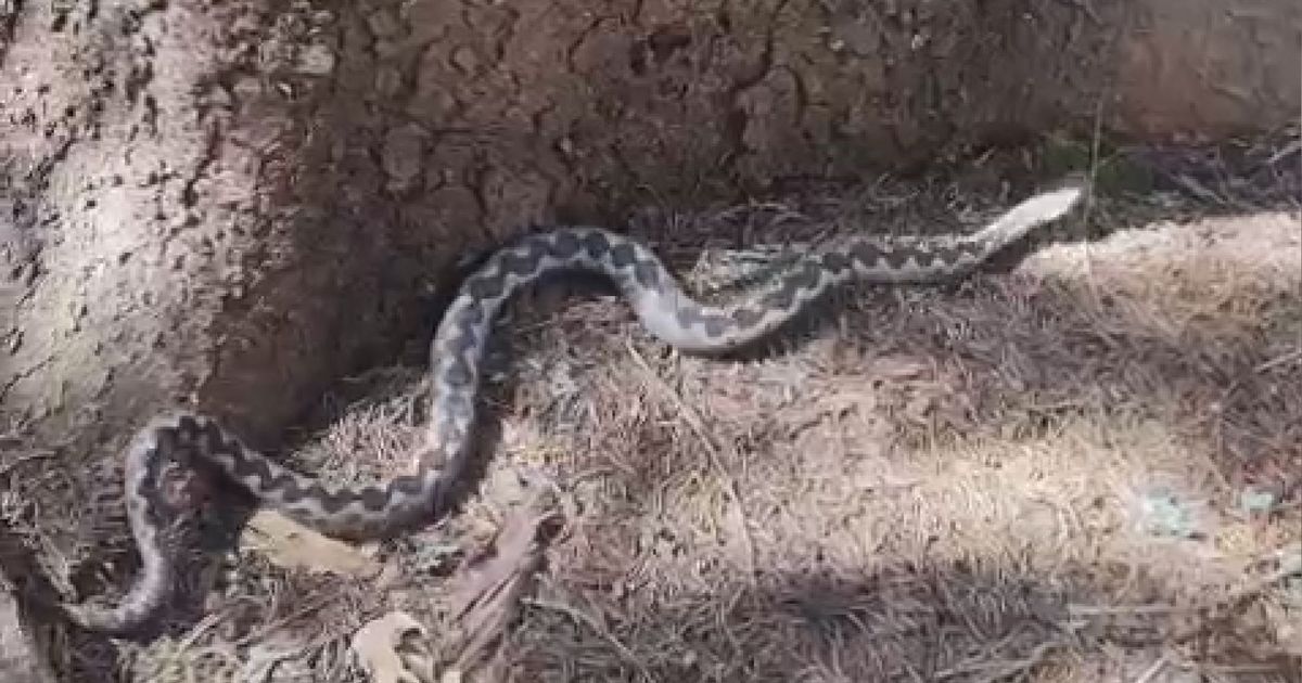 Teacher Ivan from Osečina Tackled Snakes Bare-Handed: Vipers Have Emerged, He Caught 8 Specimens