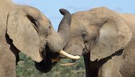 Da li slonovi imaju imena poput ljudi? Grupa istraživača misli da je dobila odgovor na to pitanje