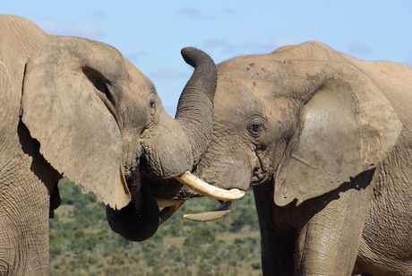 Slonovi komunikacija
