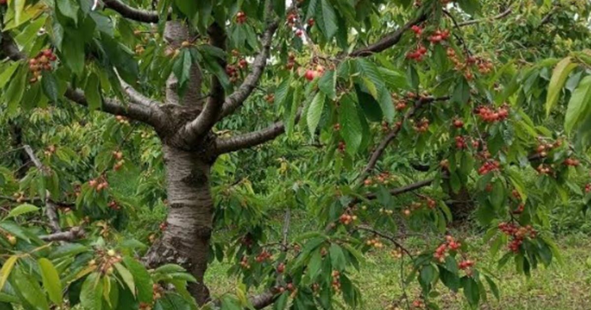 Dečak (9) se ušunjao na plac da bere trešnje, našli ga mrtvog kod šahta: Detalji tragedije kod komšija