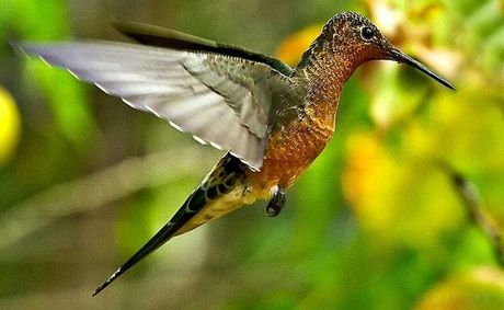 džinovski kolibri, Patagona gigas