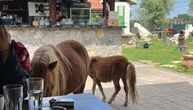 U Beogradu nestala dva ponija: Kobila i njeno ždrebe iščezli sa poseda restorana "Legenda" na Savi