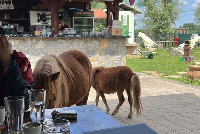 Poni kobila i ždrebe