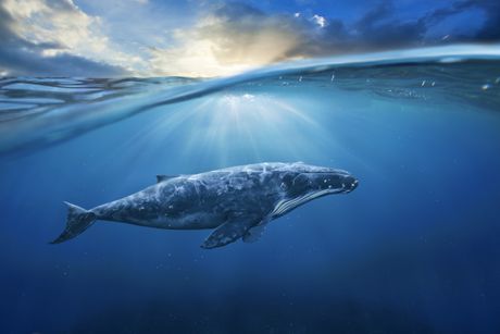 Plavi kit