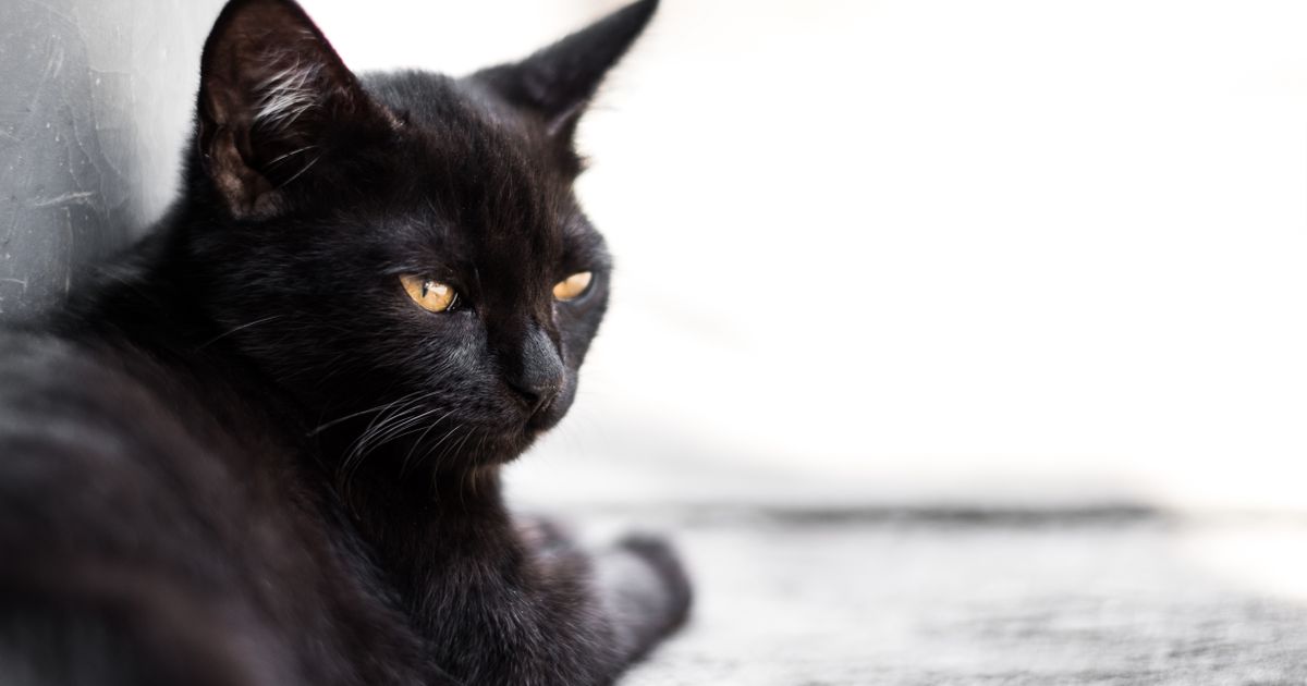 Crna mačka je maskota škole u Kikindi: Crnjanski se odomaćio, dočekuje i ispraća generacije dece