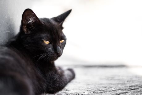 Crna mačka, baksuz