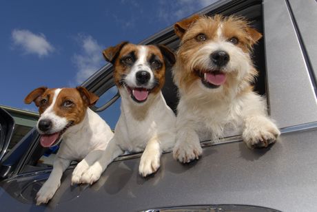 Psi u automobilu