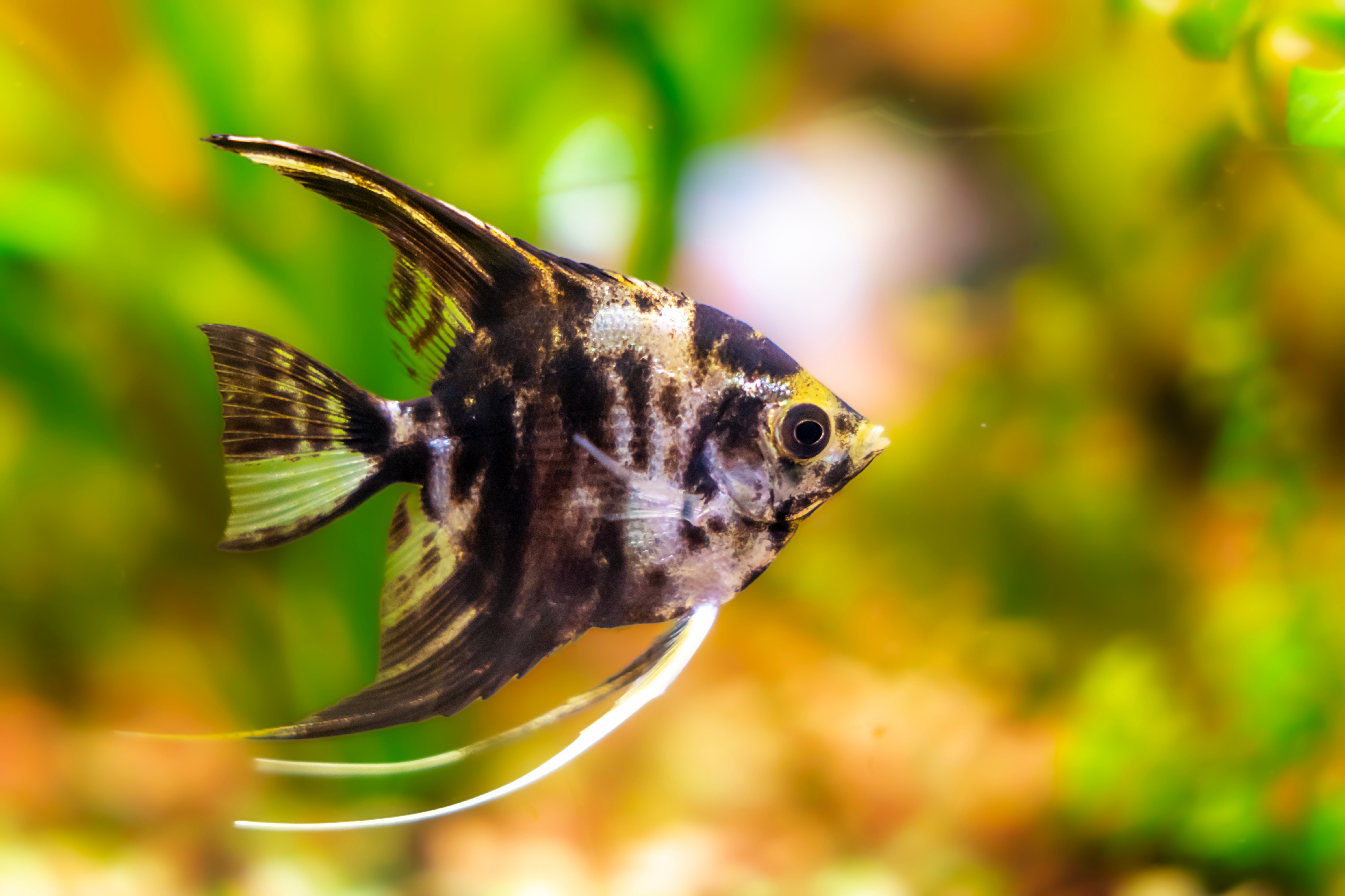 Tajna komunikacija skalara: Kako ove ribe bez zvuka uspostavljaju hijerarhiju i brane prostor od uljeza