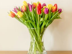 lale, tulipani, cveće, zodijak