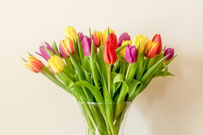 lale, tulipani, cveće, zodijak lale, tulipani, cveće, zodijak