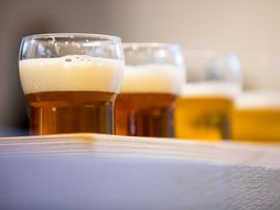 Pivo