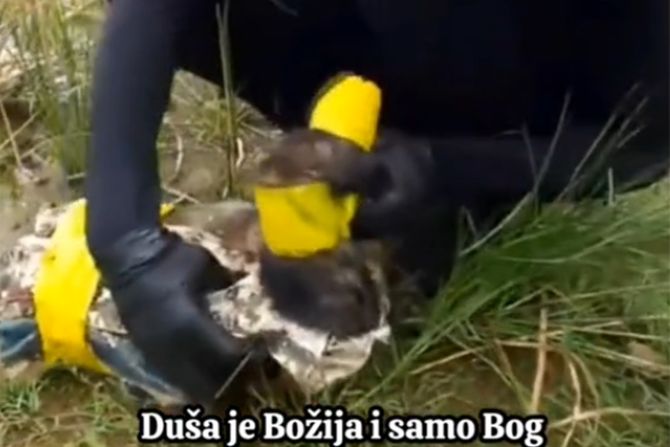 Kuče štene spasavanje Duša je Božija