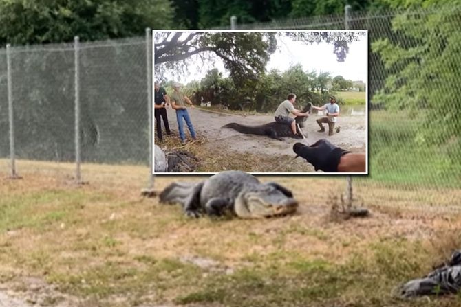 Krokodil ispred škole Krokodil ispred škole