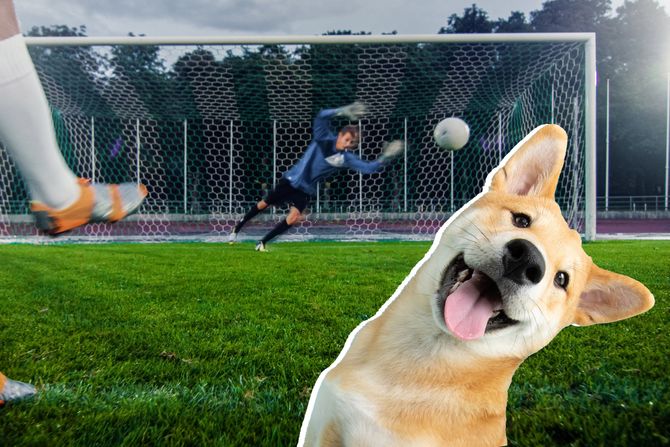 pas spasao gol tokom utakmice pas spasao gol tokom utakmice