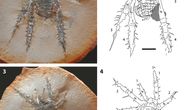 Arahnid bodljikavih nogu star 308 miliona godina pronađen je na lokaciji Mejzon Krik u Ilinoisu