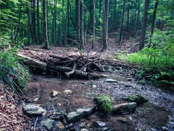 Prašuma Vinatovača, Srbija