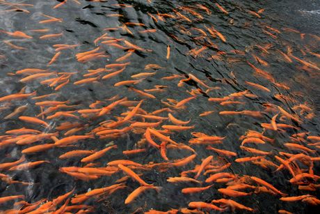 Ribe u jednom kineskom jezeru