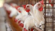 Prvi slučaj ptičijeg gripa otkriven na farmi u Australiji: Nije isti soj kao u ostatku sveta, ptice uginule