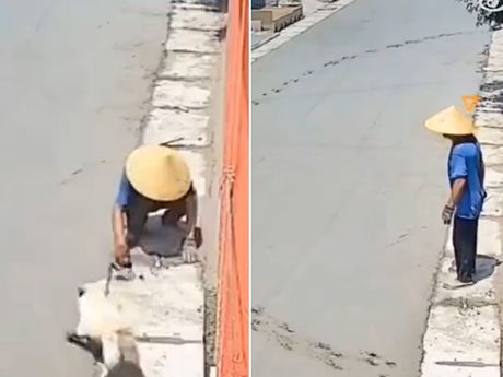 Pas i svež beton
