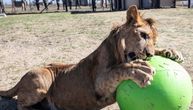 Animal Defenders i Qatar Airways vratili napuštene lavove u divljinu: Vlasnici ih ostavili u pustinji