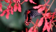 Tropska „šuma leptira“ u italijanskim Alpima: Spektakl boja na samo 600 kvadrata