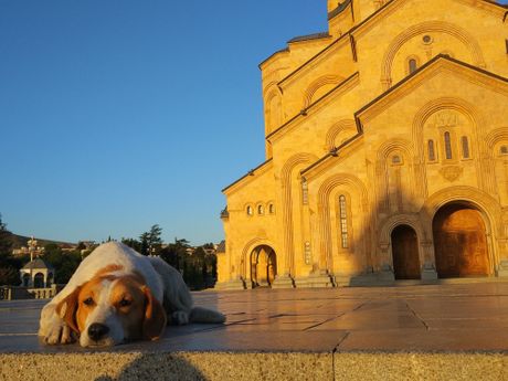Tužan pas crkva