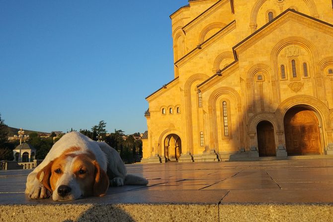 Tužan pas crkva Tužan pas crkva