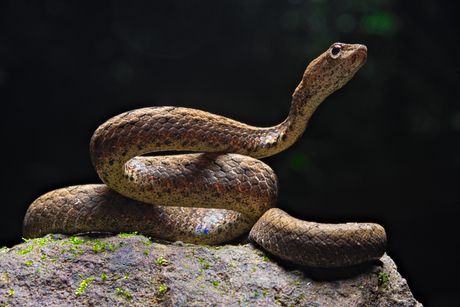 Lažna vipera