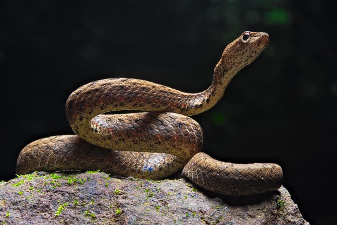 Lažna vipera Lažna vipera